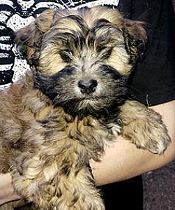 YORKIE CAIRN MALE MIX PUPPY