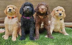 SWEET GOLDENDOODLES