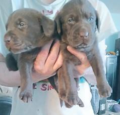 AKC LAB PUPPIES