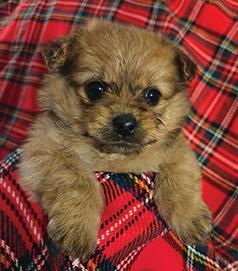 MINI YORKIE POOS