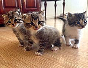 THREE RAGDOLL KITTENS