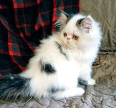 BEAUTIFUL PERSIAN KITTENS