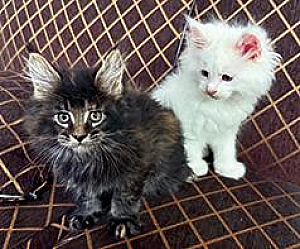PUREBRED MAINE COON KITTENS