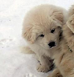 GUARDIAN PYRENEES/MAREMMA PUPS