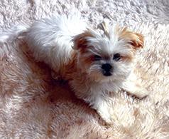 FEMALE PUREBRED SHIH TZU PUPPY