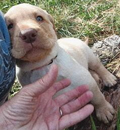 AKC YELLOW FEMALE LAB PUPPY