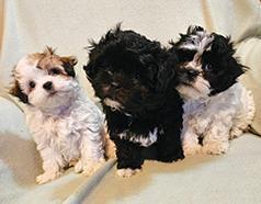 SHICHON PUPPIES
