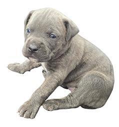 AKC REG. CANE CORSO PUPPIES