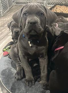 CANE CORSO PUPPIES