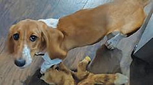 PUREBRED FEMALE BASSET HOUND 