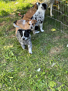 BORDER COLLIE/ HEELERS