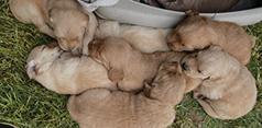 PUREBRED GOLDEN RETRIEVER PUPPIES