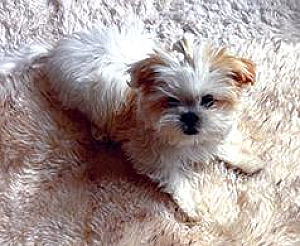 FEMALE PUREBRED SHIH TZU PUPPY