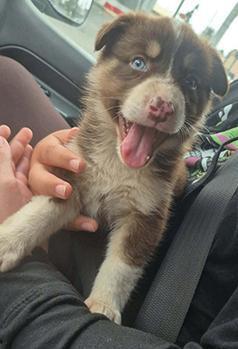 AUSSIE PUPPIES