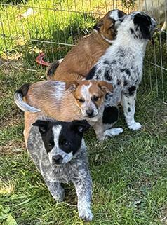 BORDER COLLIE/ HEELER PUPPIES