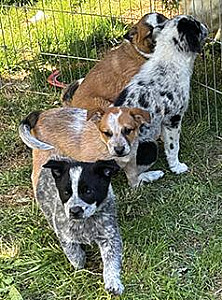 BORDER COLLIE/ HEELER PUPPIES