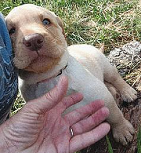 AKC YELLOW FEMALE LAB PUPPY
