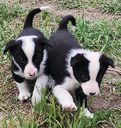 ABCA REG. BORDER COLLIE PUPPIES