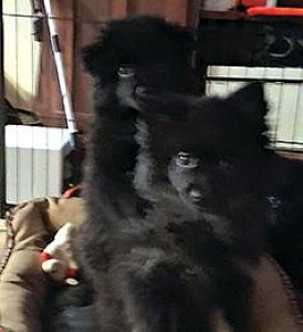PUREBRED POMERANIAN PUPPIES