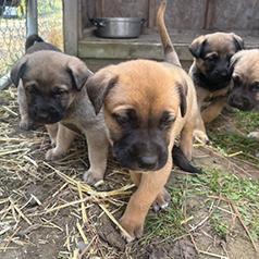 GERMAN SHEPHERD/ENGLISH MASTIFF PUPPIES