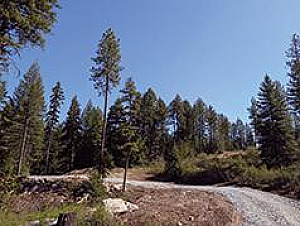 20 ACRES WITH BIG TIMBER, WATER FEATURES & BIG GAME