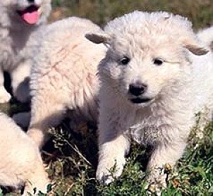 PUREBRED MAREMMA PUPPIES