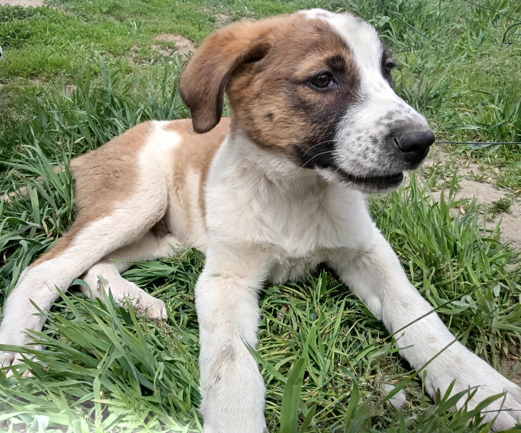 REHOMING LGD PUPPIES