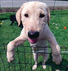 PUREBRED AMERICAN LABRADOR RETRIEVER