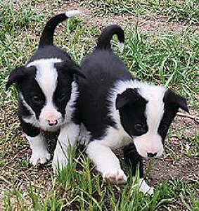 ABCA REG. BORDER COLLIE PUPPIES