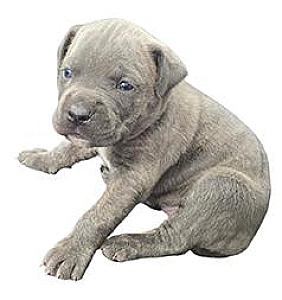 AKC REG. CANE CORSO PUPPIES