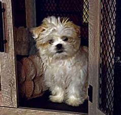PUREBRED FEMALE SHIH TZU