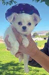 LONG HAIRED APPLEHEAD MALE CHIHUAHUA