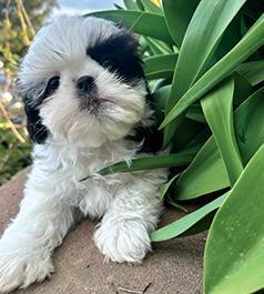 PEKINGESE/ SHIH TZU PUPPY