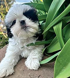 PEKINGESE/ SHIH TZU PUPPY