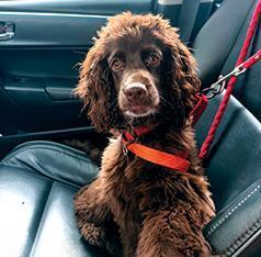 COCKER SPANIEL FEMALE POODLE PUPPY
