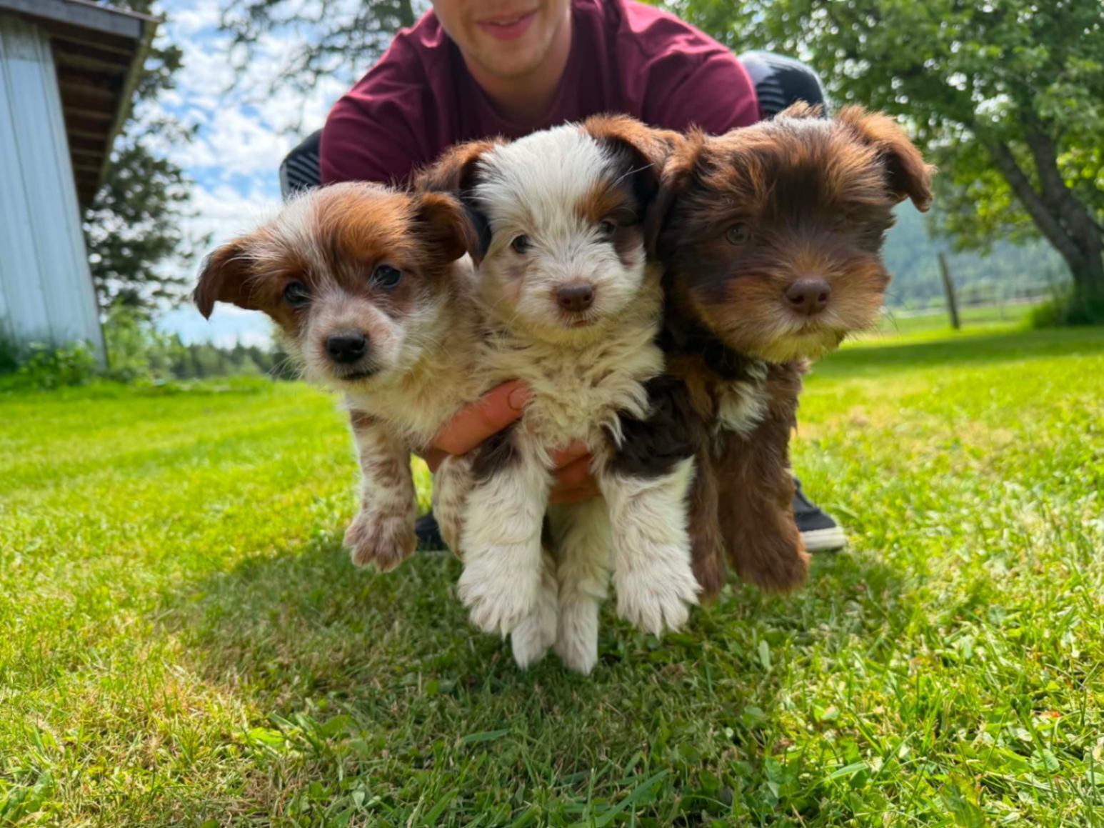 YORKIE MIX PUPPIES 