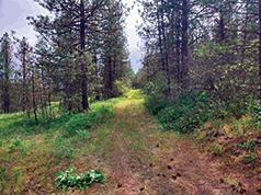 SECLUDED 40 ACRES WITH SEASONAL STREAM