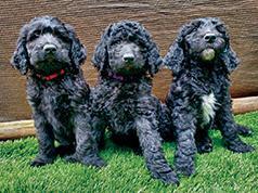 BEAUTIFUL BLACK GOLDENDOODLES