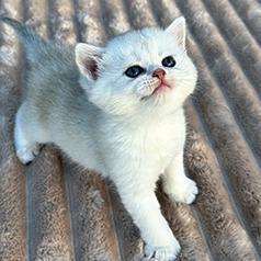 BRITISH KITTENS AND CATS