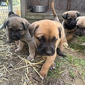 GERMAN SHEPHERD/ENGLISH MASTIFF PUPPIES