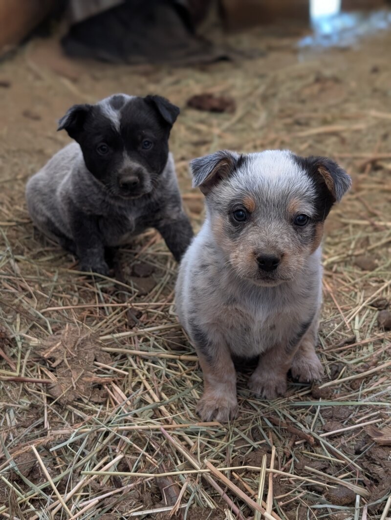 HEELER PUPPIES 