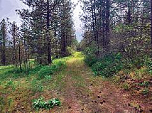 SECLUDED 40 ACRES WITH SEASONAL STREAM