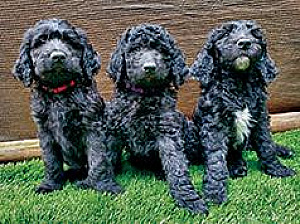 BEAUTIFUL BLACK GOLDENDOODLES