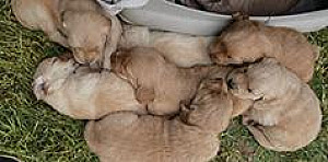 PUREBRED GOLDEN RETRIEVER PUPPIES