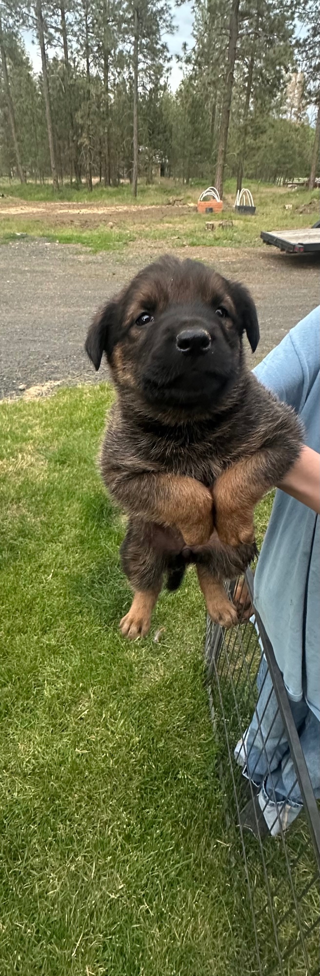 READY NOW! BELGIAN MALINOIS/ROTTWEILER PUPPIES