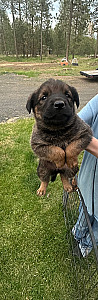 READY NOW! BELGIAN MALINOIS/ROTTWEILER PUPPIES