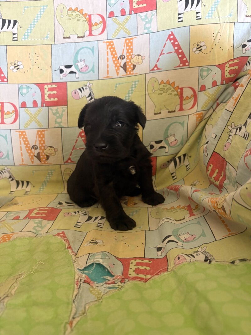 AKC MINI SCHNAUZER PUPPIES