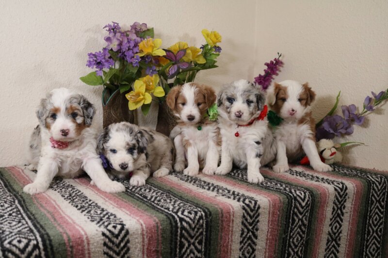 MINIATURE AUSSIEDOODLE PUPPIES
