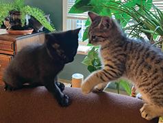 HEALTHY, FUN & ADORABLE KITTENS