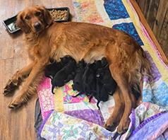 MOSTLY BLACK GOLDEN MOUNTAIN PUPPIES